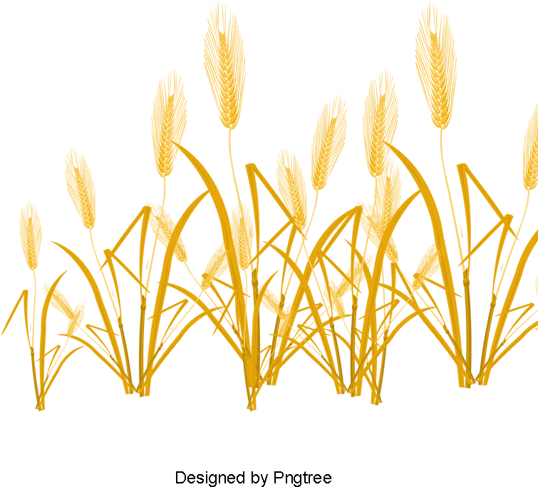 Harvested Wheat, Vector, Wheat, Golden Png And Psd - Portable Network Graphics (800x800), Png Download