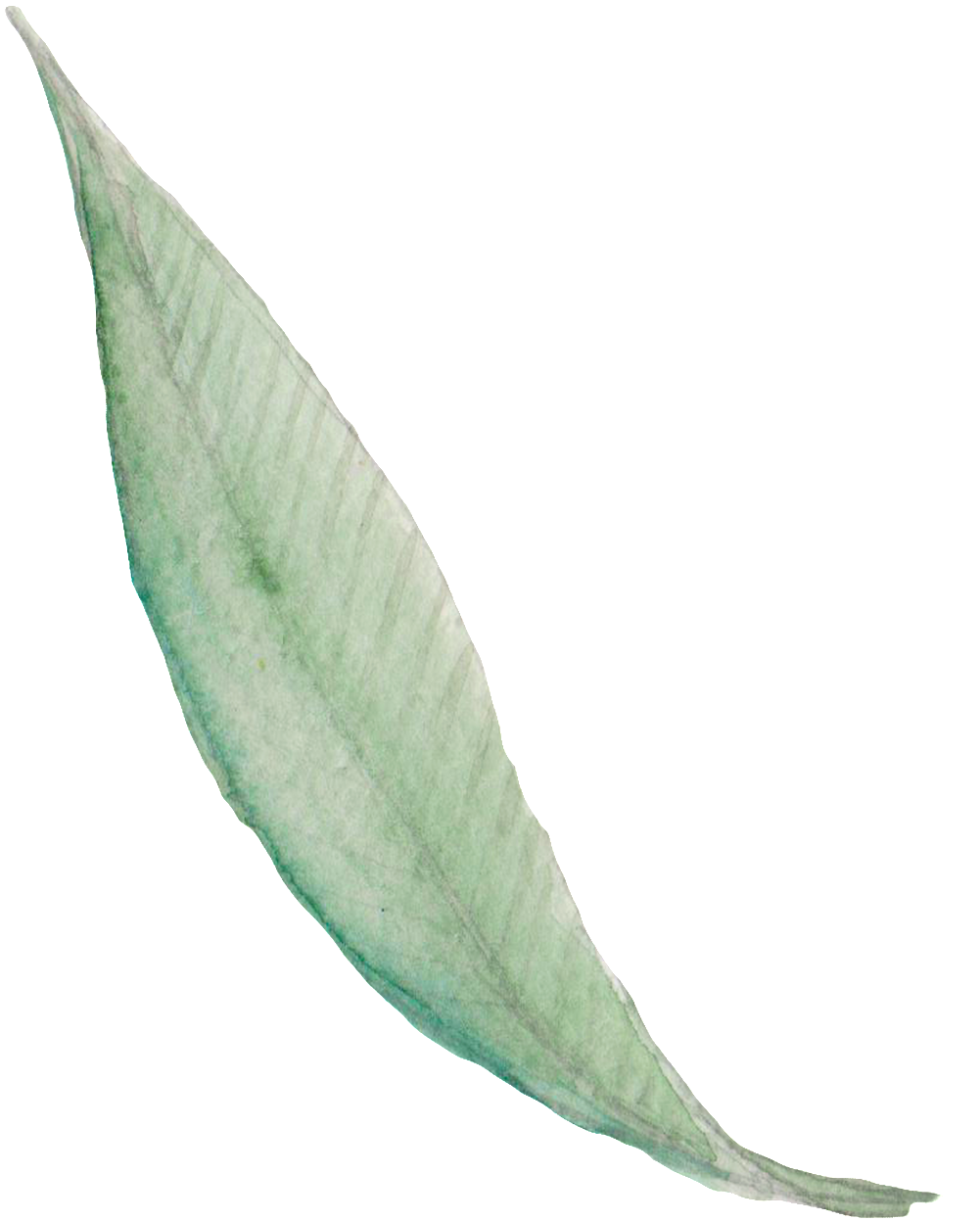 Hojas Verdes Y Flores De Dibujos Animados De Png Transparente - Water (1024x1268), Png Download