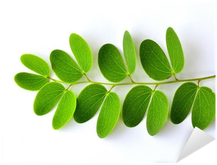 Vinilo Pixerstick Hojas Verdes Sobre Fondo Blanco Aislado - Leaf (400x400), Png Download