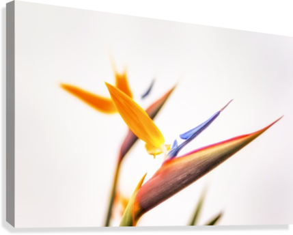 In Paradises Glow Canvas Print - Photography (429x344), Png Download