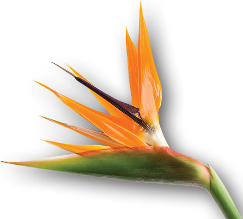 Bird Of Paradise Flower - Bird Of Paradise Flower Png (476x429), Png Download