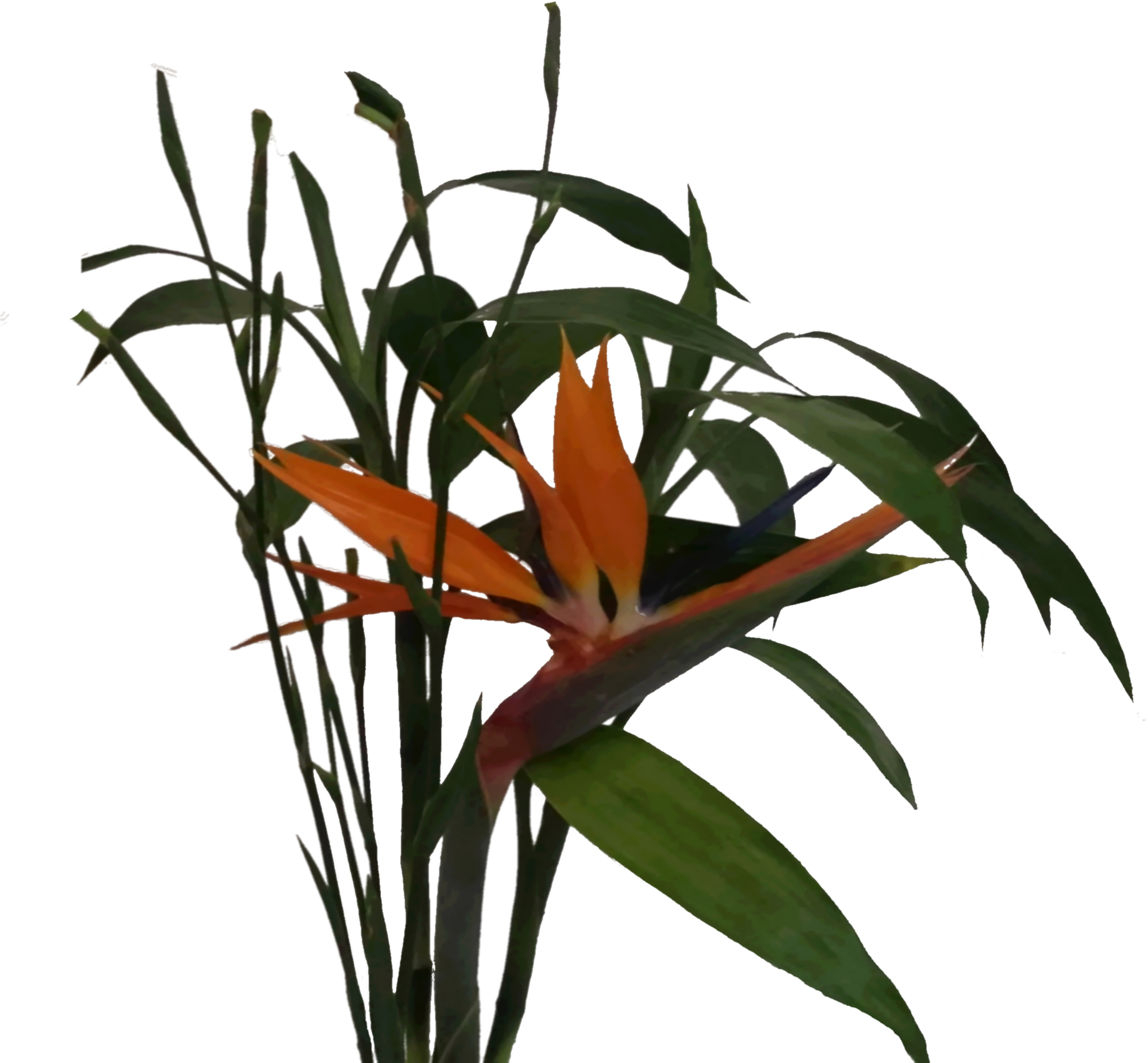 File - Unknownplant - Ceratostylis (2448x2448), Png Download