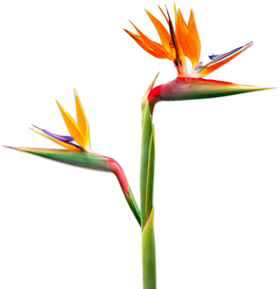 Untitled Design 3 - Plant Parents (1020x1020), Png Download