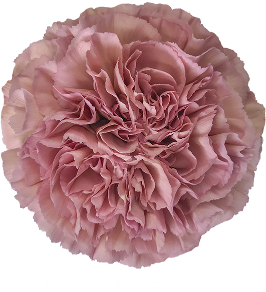 Colibri Flowers Carnation Lege Pink, Grower Of Carnations, - Carnation (600x609), Png Download