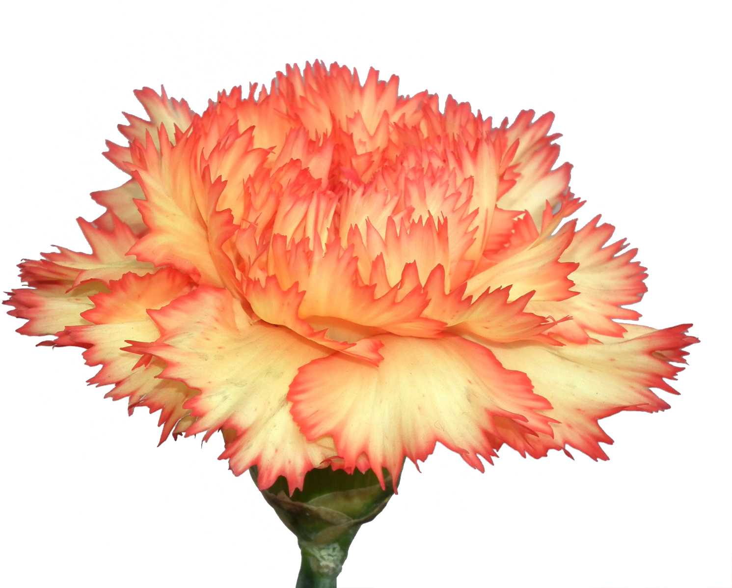 Carnation Flowers Png Photo Background - Carnation (1579x1200), Png Download