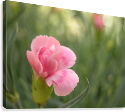 Pink Carnation Photograph Canvas Print - Canvas Print (429x386), Png Download