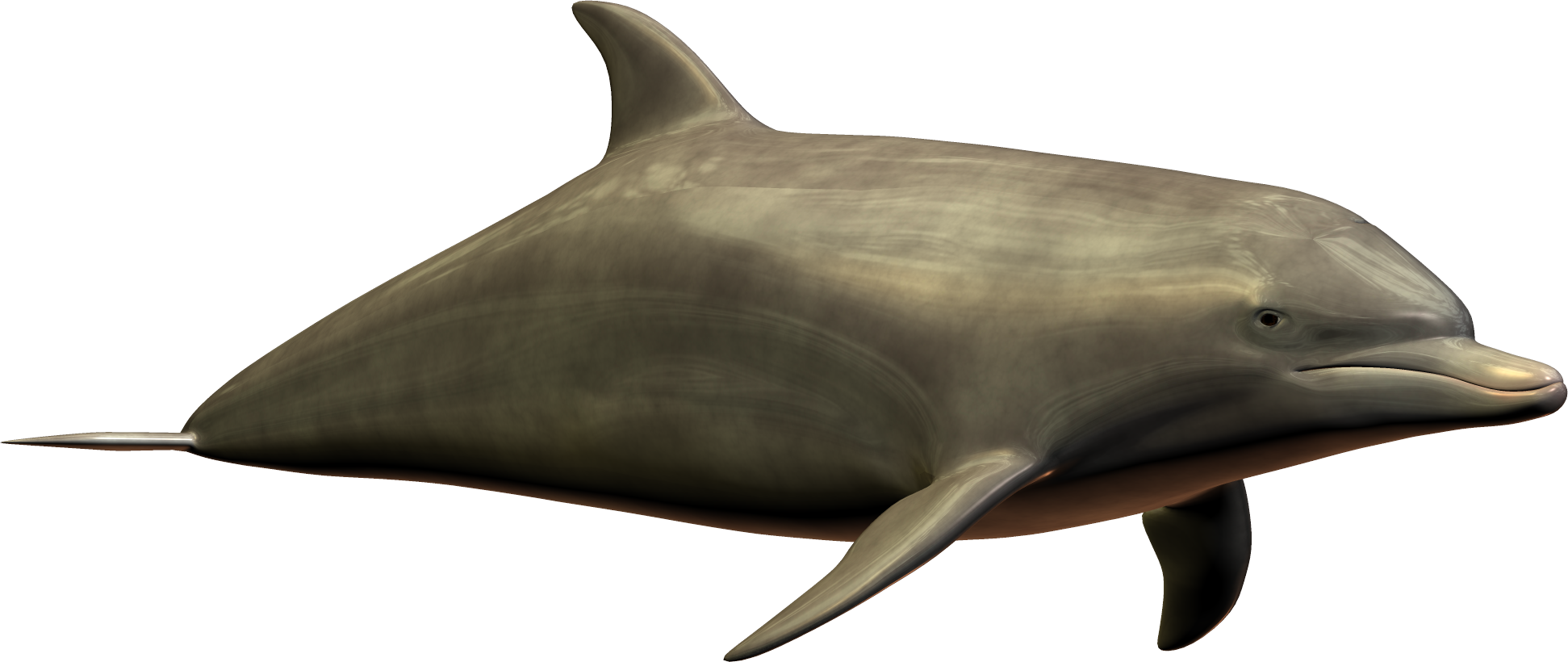 Dolphin Png Image - Dolphin (1943x820), Png Download