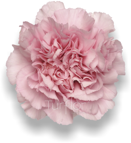 Damina - Carnation (652x532), Png Download