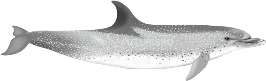 Spotted Dolphins Are Characterised By Their Colouration - Atlantic Spotted Dolphin Png (940x302), Png Download