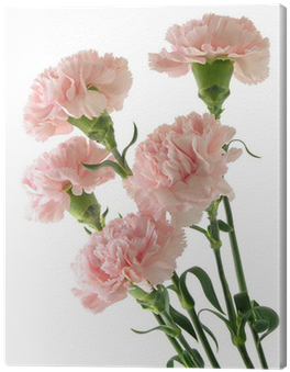 Pink (400x400), Png Download