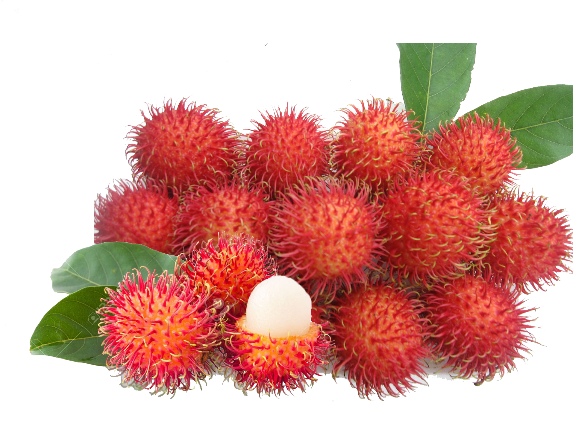 Rambutan Fruit - Png Rambutan - Rambutan Png (2048x2048), Png Download