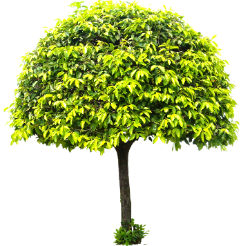 Lucky Plant - Catalpas (349x356), Png Download