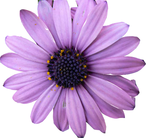 Cape Marguerite (478x450), Png Download