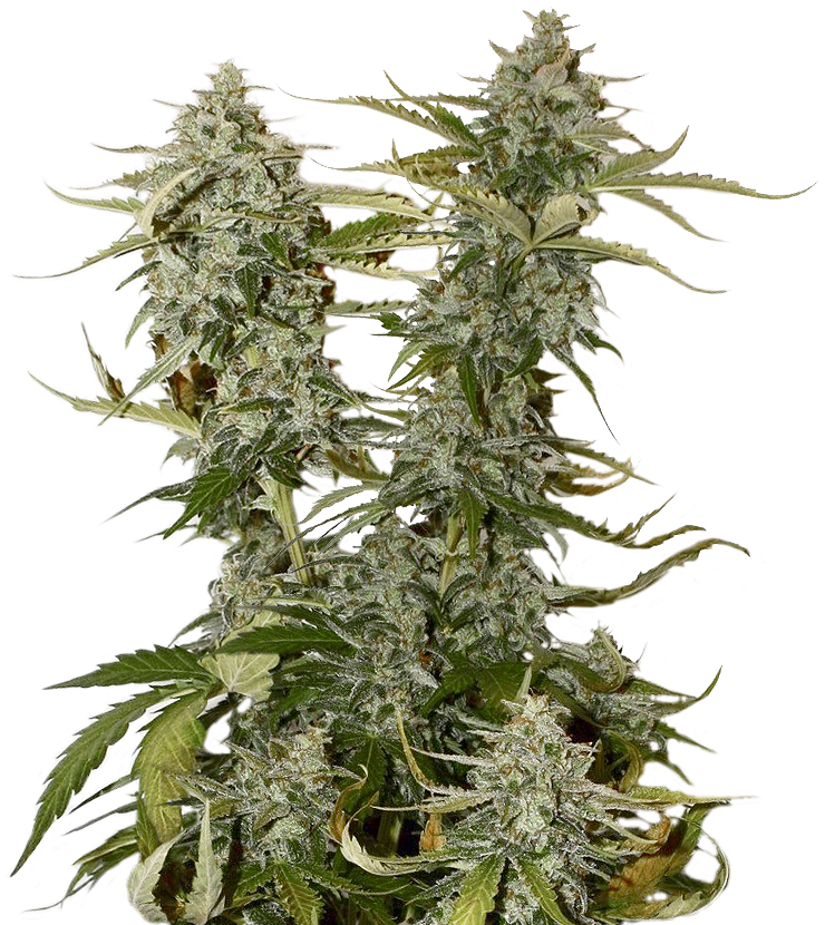 Candy Dawg Kush Feminized (834x920), Png Download