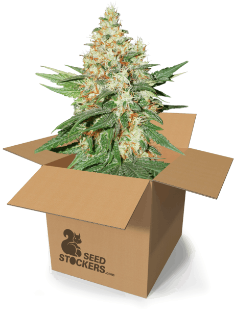Kush - Box (770x751), Png Download
