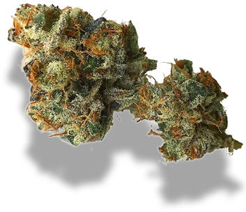 Our Signature Strain - Plant Pathology (360x361), Png Download