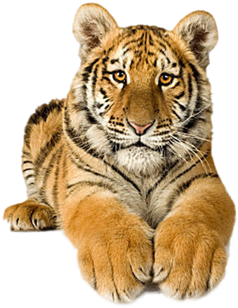 Tigres En Movimiento Gif - Picsart Png Tiger (500x500), Png Download