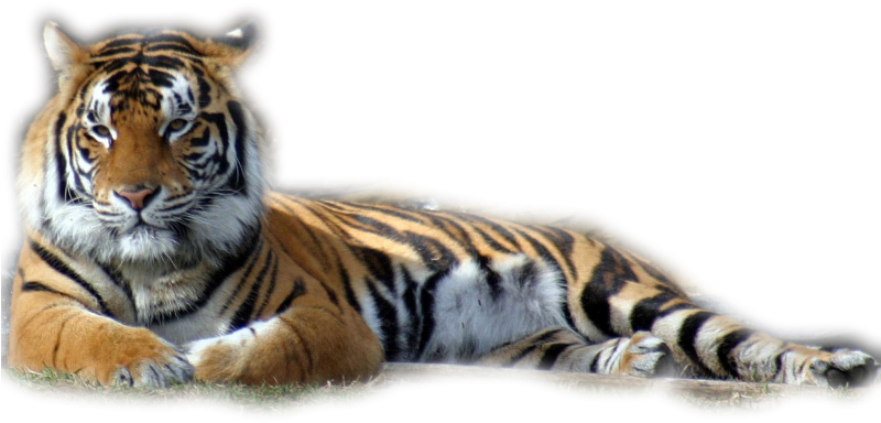 Tubes Tigres En Png - Mike The Tiger Iphone (799x456), Png Download