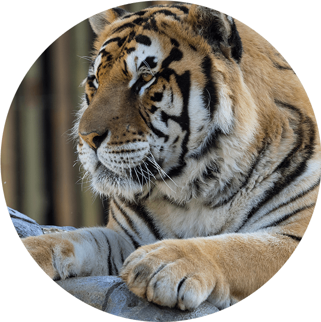 Tigres De Bengala, Río Safari - Siberian Tiger (630x700), Png Download