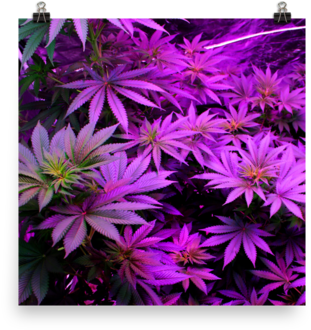 Og Kush Led Poster - Grow Light (480x480), Png Download