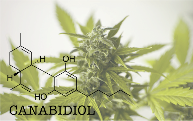 O Potencial Terapêutico De Um Componente Da Maconha - T Afford To Love Ny (750x489), Png Download