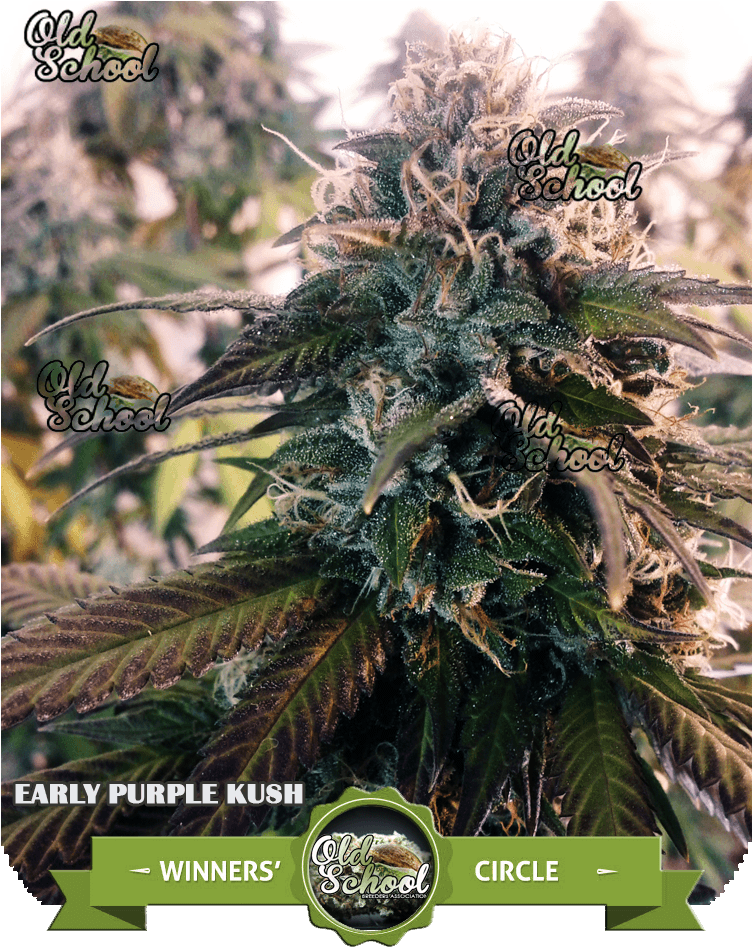 Early Purple Kush Cup Winner - Purple Kush 7 Weeks Flowering (768x1024), Png Download