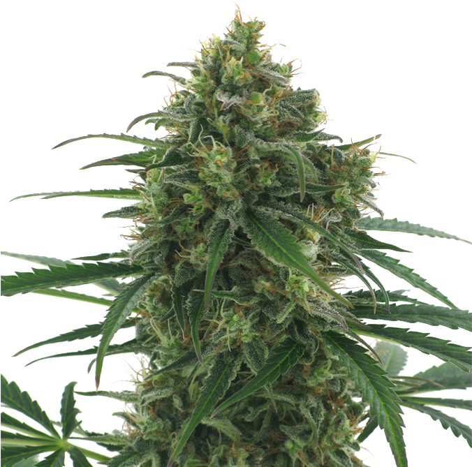 Some More Breadcrumbs - Master Kush Cannabis (675x675), Png Download