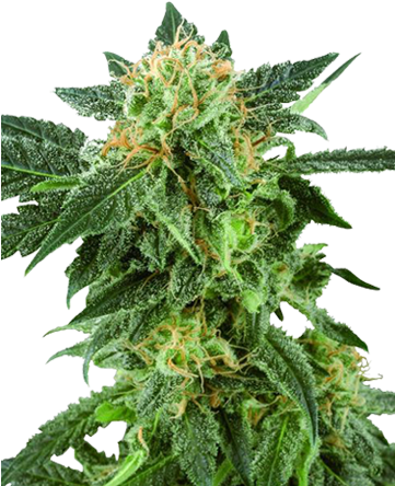 American Haze Feminized Cannabis Seeds - American Haze (360x450), Png Download