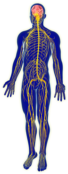 Plantas Do Gênero Cannabis O Que Inclui Tanto O Cânhamo - Sistema Nervoso Png (252x612), Png Download