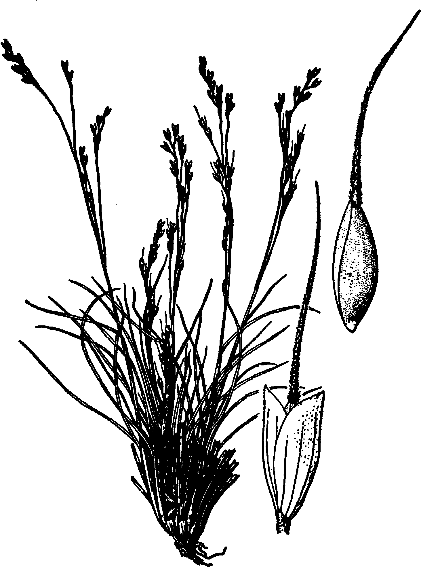 Achnatherum Hendersonii Drawing - Line Art (1534x2000), Png Download