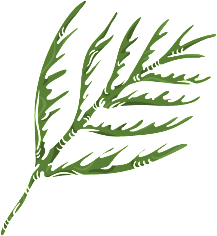 Green Coral Grass Png Transparent - Portable Network Graphics (1024x1024), Png Download