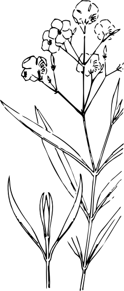 Drawing - Oleander Bush Drawings (252x589), Png Download