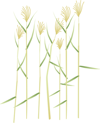 Ian Symbol Phragmites Australis - Phragmites Australis (328x400), Png Download