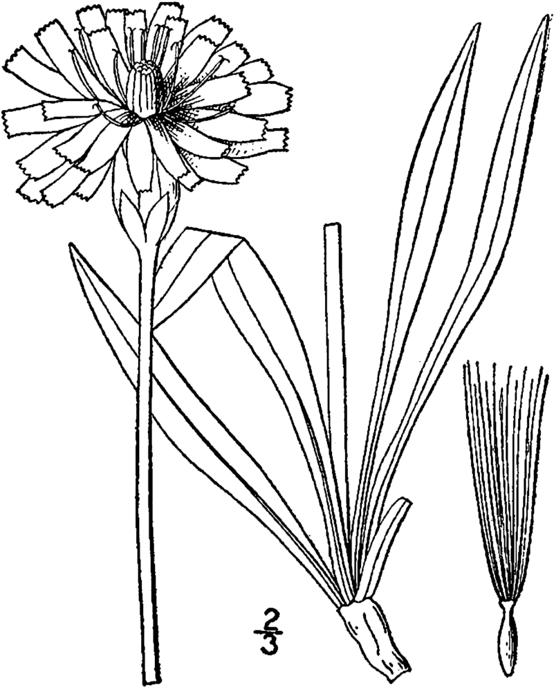 Agoseris Glauca Drawing - Plant In Mountain Drawing (820x1024), Png Download