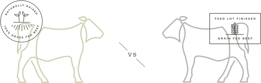 Grass Fed Vs Grain Fed Cattle - Drawing (1140x363), Png Download