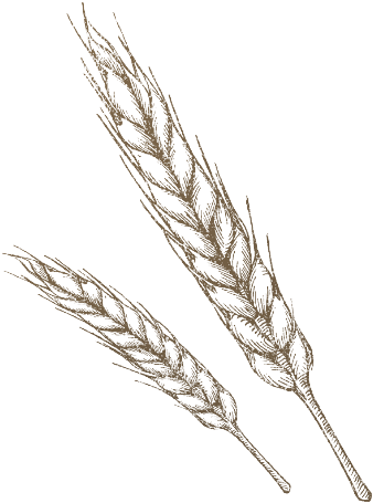 The 350° Bakehouse Is Filled With Fresh Artisan Goods - Wheat Drawing Png (379x511), Png Download