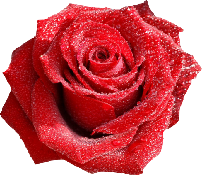 Rose With Dew Drops - Red Rose With Dew Drops Png (690x600), Png Download