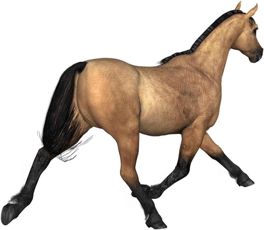 Animals - Horse (1280x960), Png Download