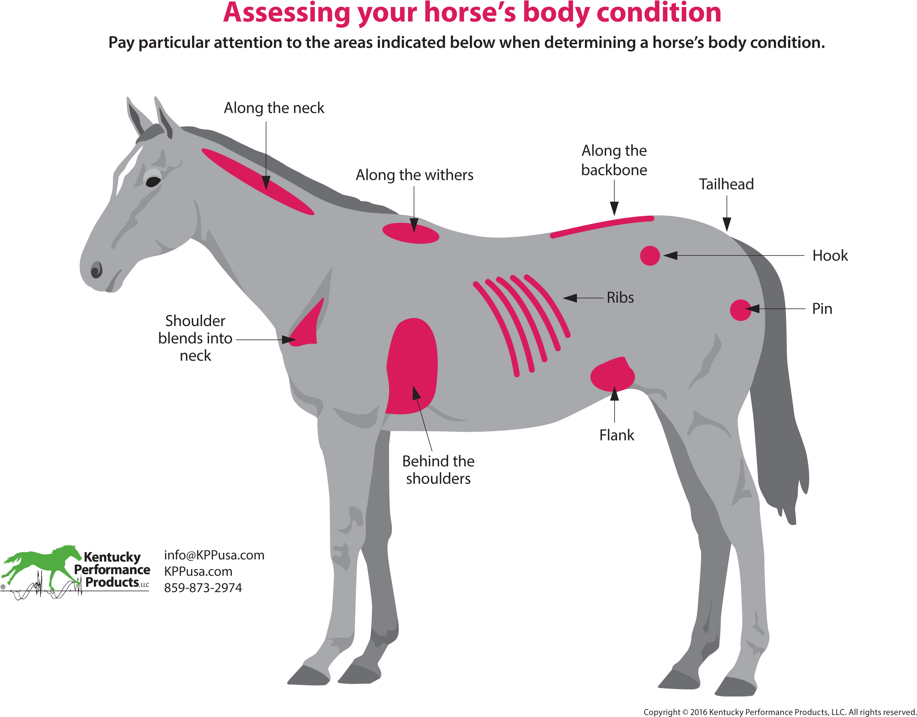 How To Evaluate Your Horses Weight - Mane (3122x2465), Png Download