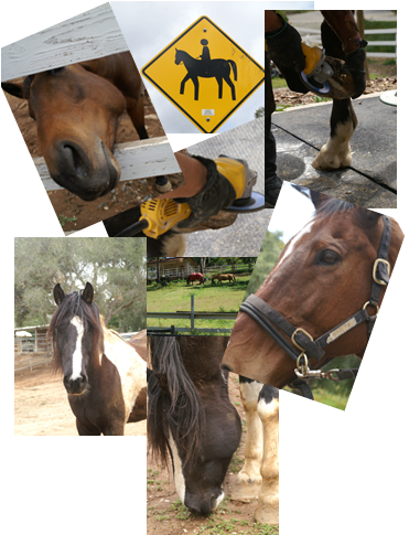 Horses - Horse (370x530), Png Download