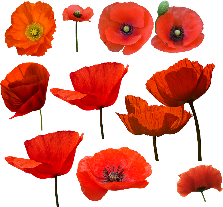 Amapolas Watercolor Poppy Drawing And Draw - Amapolas Png (821x768), Png Download