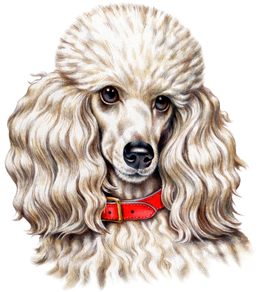 Dog Fabric, Poodle Fabric, Custom Print Fabric - Dog (573x600), Png Download
