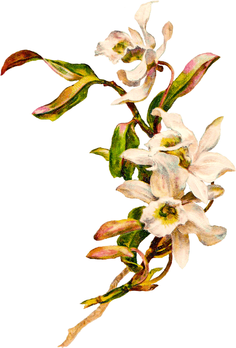 Victorian Flowers Cliparts - White Flower Vintage Png (975x1432), Png Download