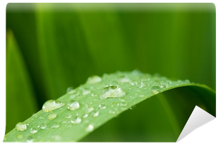 Macro Photography (400x400), Png Download