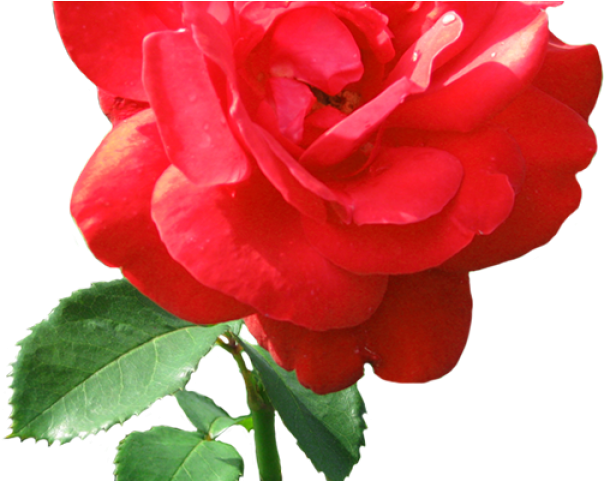 Dew Drop Clipart Transparent - Rose Clip Art (640x480), Png Download