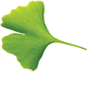 Download Ginkgo Png Full Size Png Image Pngkit