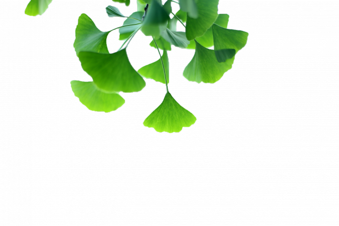 Ginkgo Png