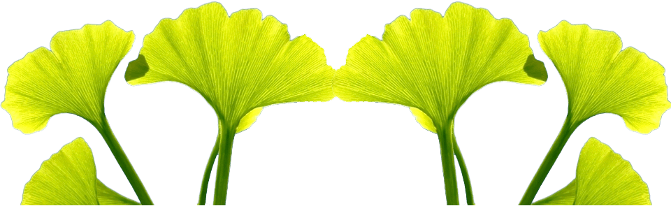 Gingko Biloba And Celastrus - Celastrus (960x295), Png Download