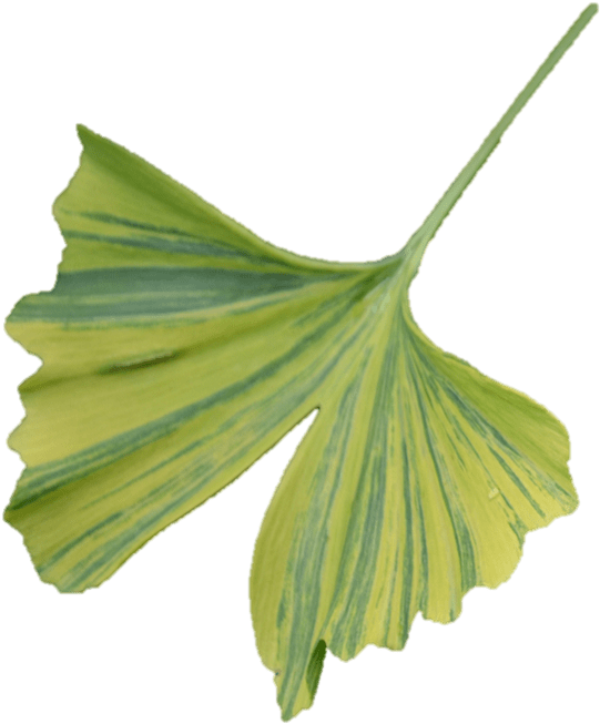 Ginkgo - Maidenhair Tree (654x696), Png Download