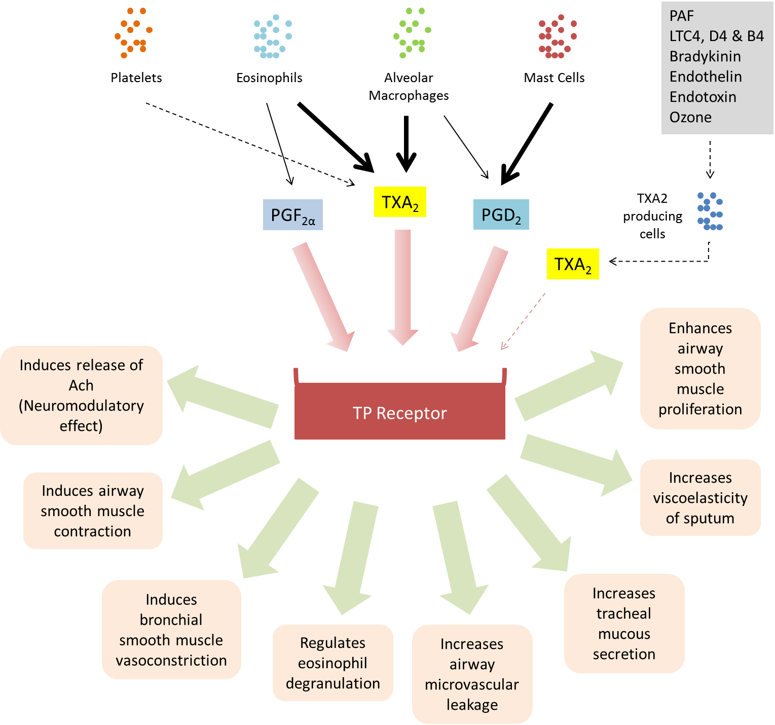 Biological Activities Of Tp Receptor - Biological Activities (1529x1430), Png Download